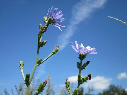 Upward angle of tall chicory plant stems and blue chicory flowers reaching into a bright sky