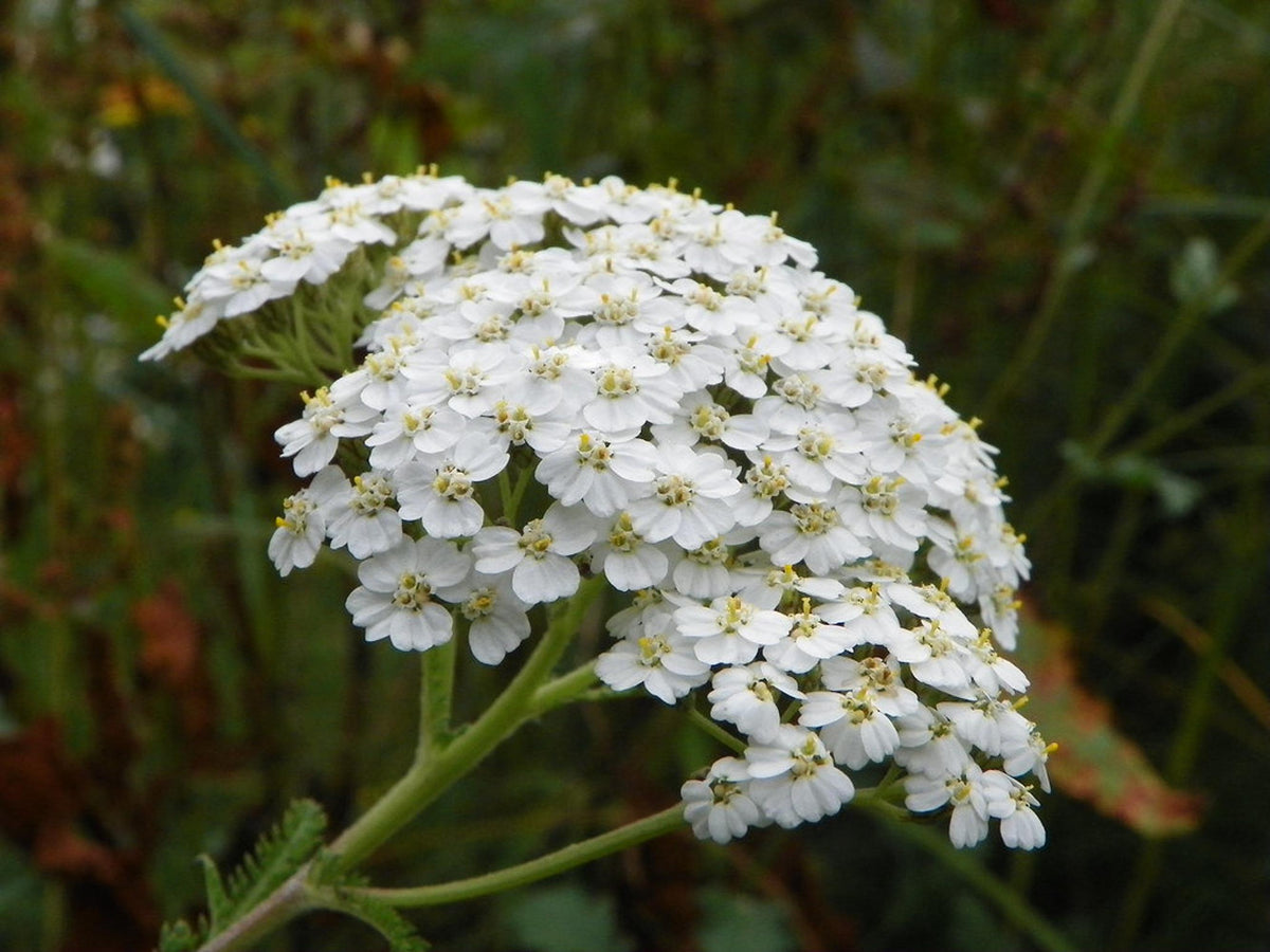 Side view of yarrow live plant, white yarrow plant cluster, Achillea millefolium against green