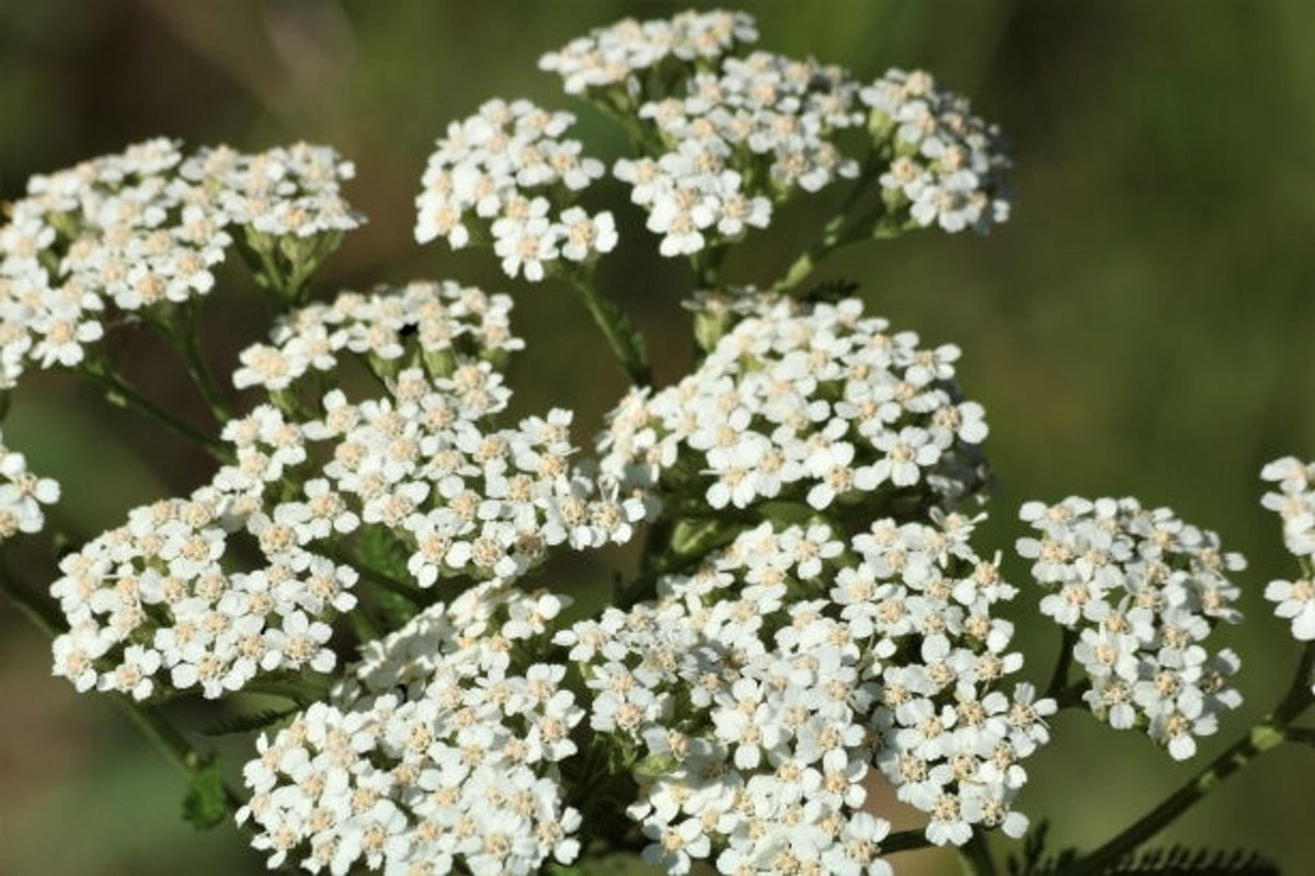Grouping of white yarrow live plant umbels, airy perennial herb plant look with dark green backdrop