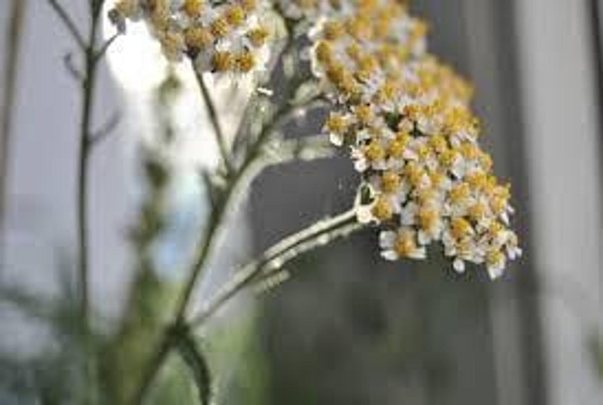 Close detail of slightly aged yarrow live plant flower cluster, medicinal herb plant texture