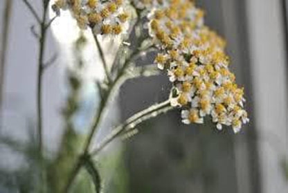 Close detail of slightly aged yarrow live plant flower cluster, medicinal herb plant texture