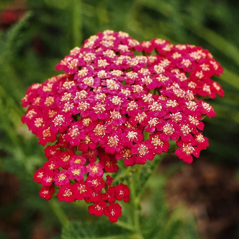 Close-up of Rubra Yarrow Plant cluster, vivid pink-red blooms with tiny yellow centers, soft foliage background