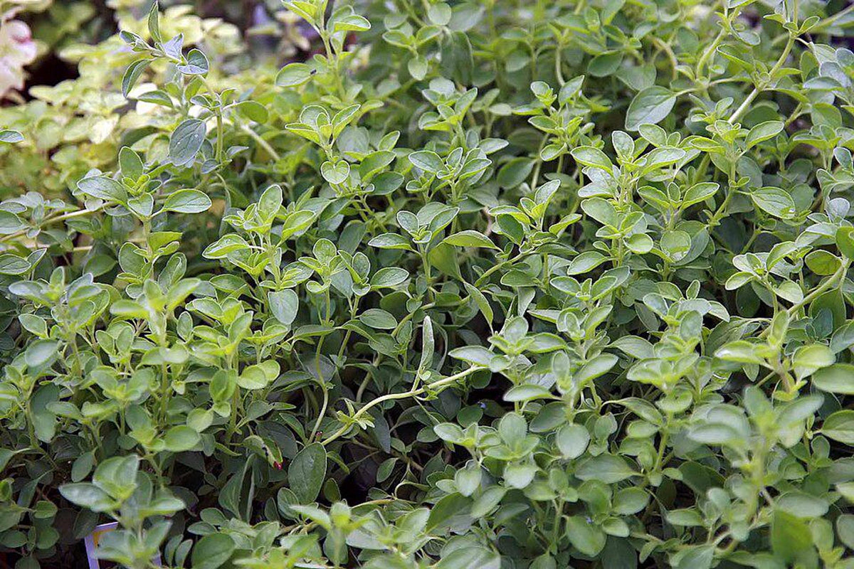 Angled view of low-growing oregano starter plugs with grey-green Italian oregano seedlings, compact habit