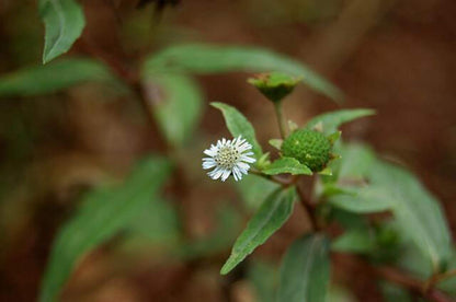 Two Bhringraj live plant stems, low spreading false daisy plant with tiny white daisy flowers.