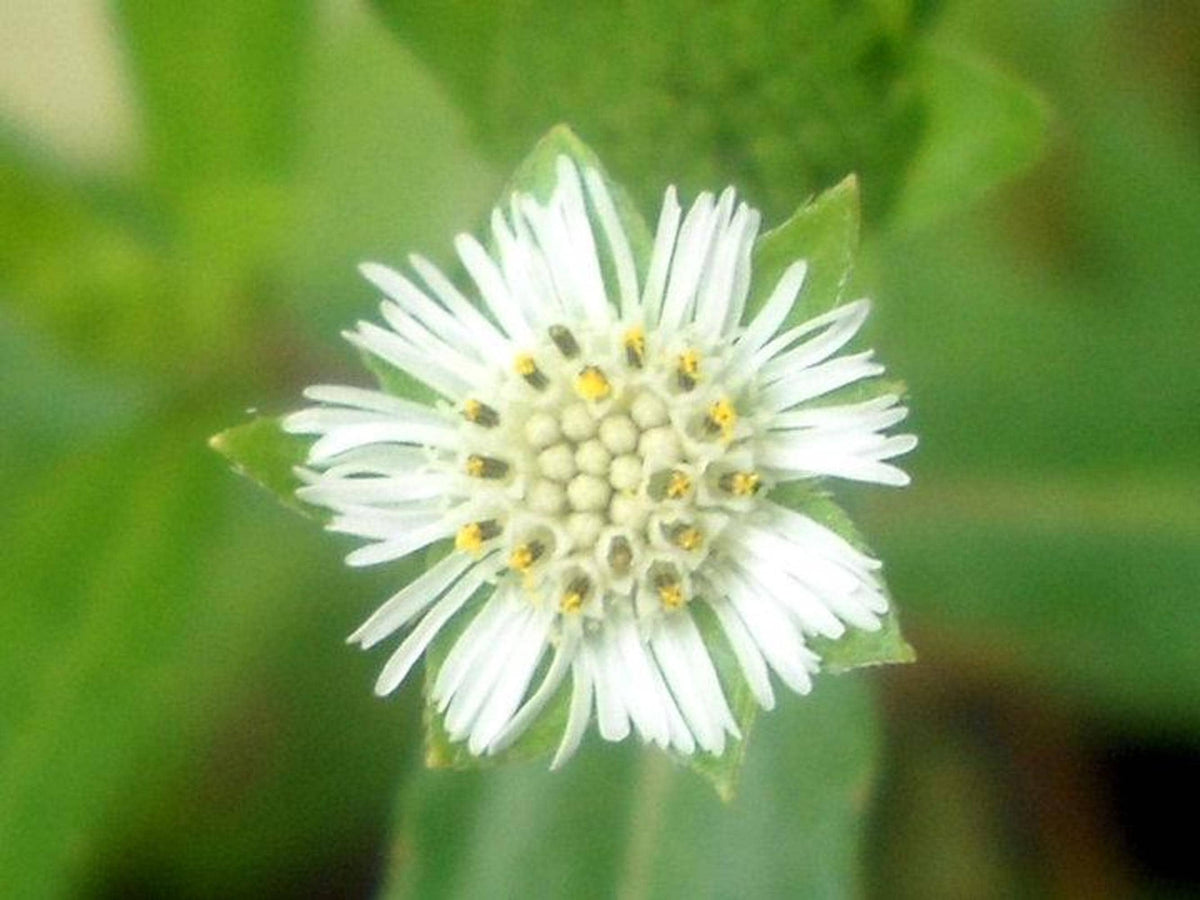 Tight macro of Eclipta alba plant daisy head, radial white petals and pale yellow disc florets.