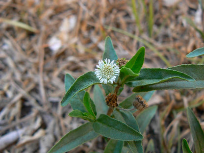 Ground-level view of false daisy plant, single bloom among dry mulch, showing spreading habit.