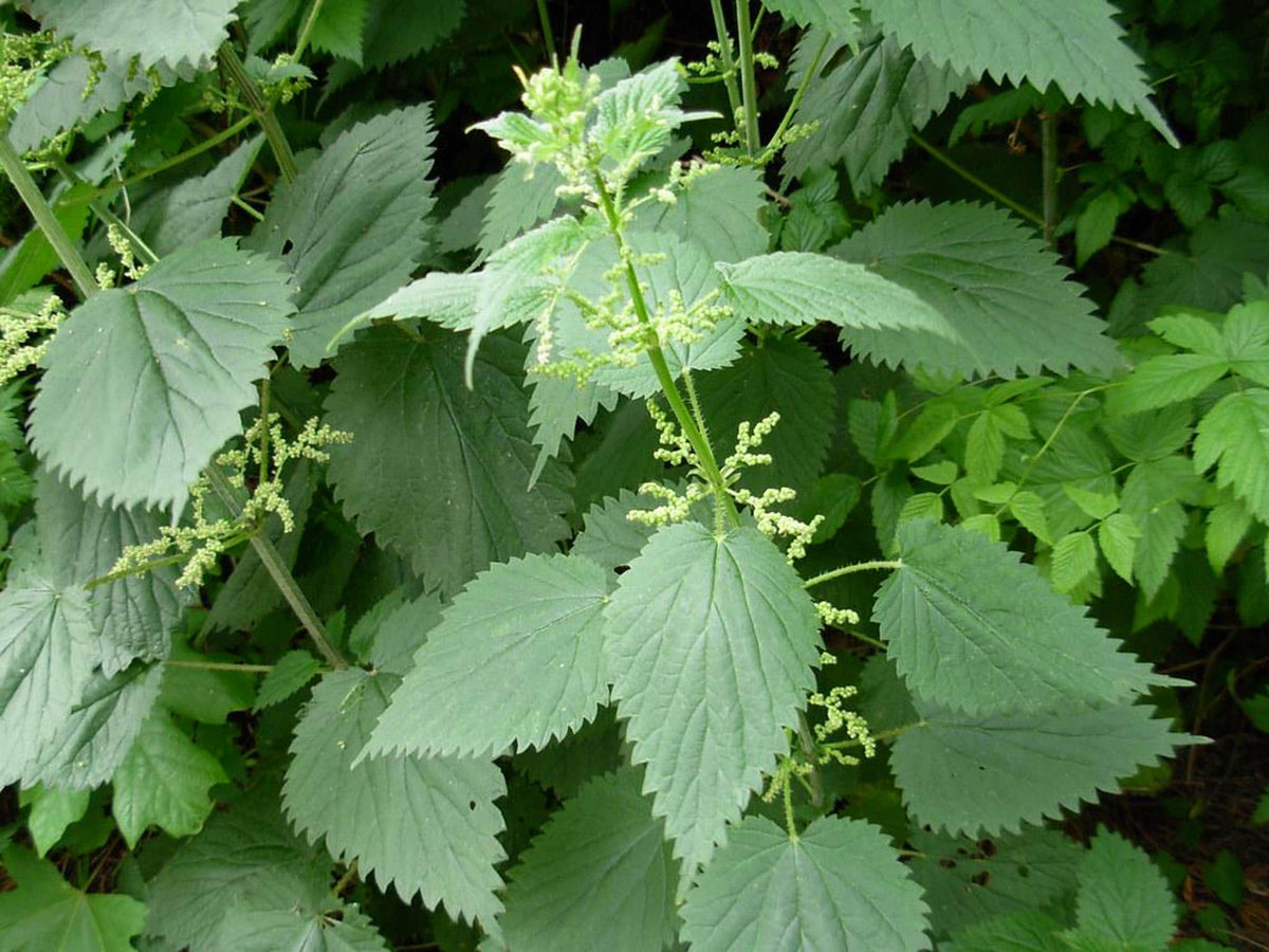 Stinging nettle live plant, cluster of green toothed heart-shaped leaves and upright flower spikes