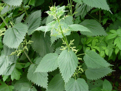 Stinging nettle live plant, cluster of green toothed heart-shaped leaves and upright flower spikes