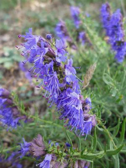 Soft-focus cluster of blue hyssop plant blooms, textured gray-green foliage on a compact perennial herb plant