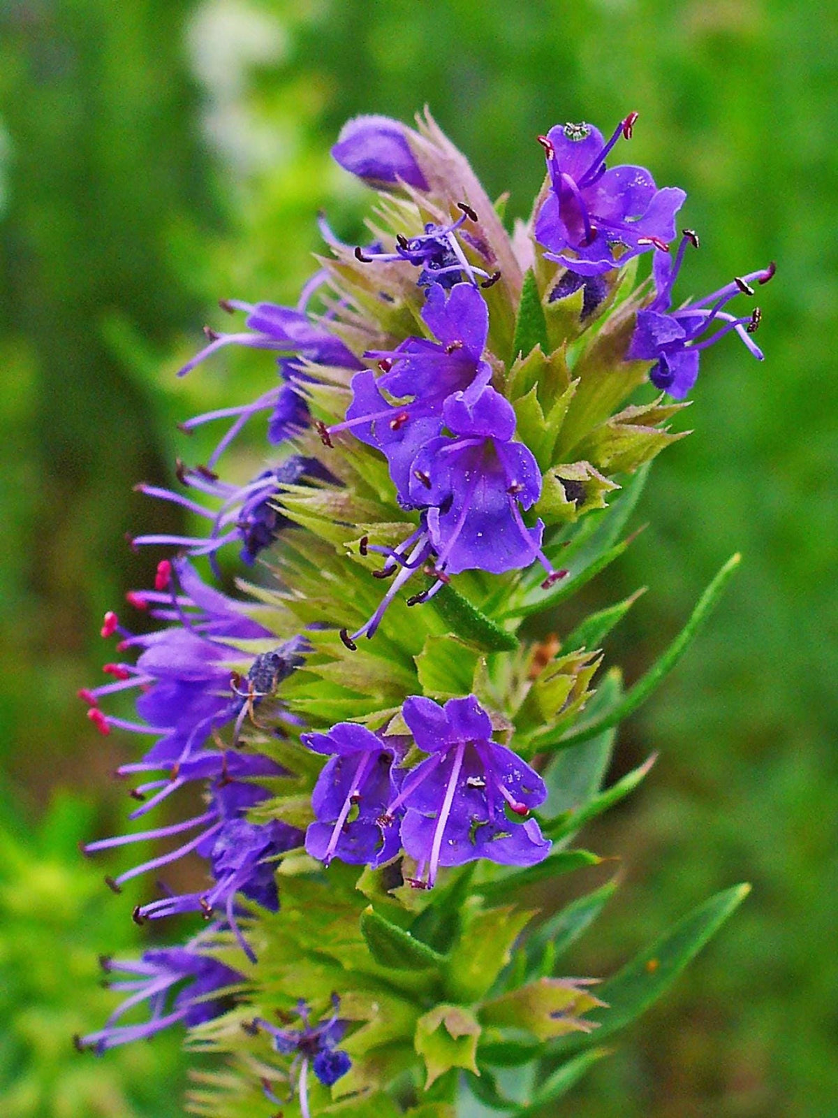 Tight detail of a live hyssop plant spike, bright purple blooms and buds, fragrant garden plant attractive to bees
