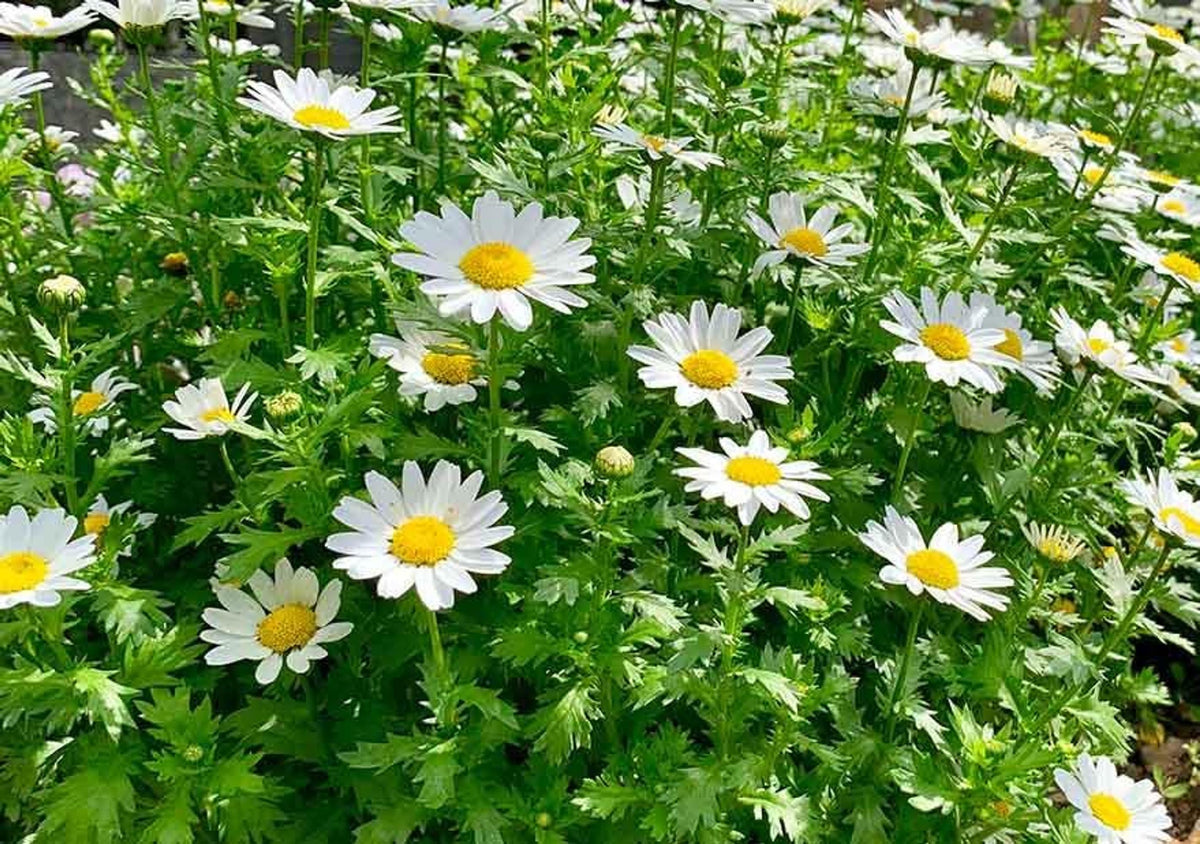 Low-angle wide view of feverfew live plant clump, fine green foliage and white daisy flowers in a cottage garden.
