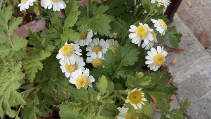 Ground-level view of feverfew live plant at a path edge, small white blooms and ferny leaves, herbal tea plant.