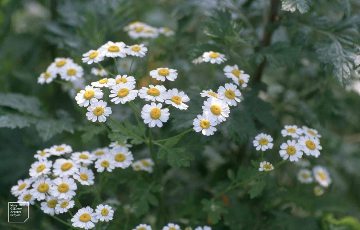 Soft-focus cluster of feverfew live plant blooms, scattered white daisies and ferny leaves, ideal for cottage beds.