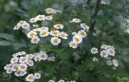 Soft-focus cluster of feverfew live plant blooms, scattered white daisies and ferny leaves, ideal for cottage beds.