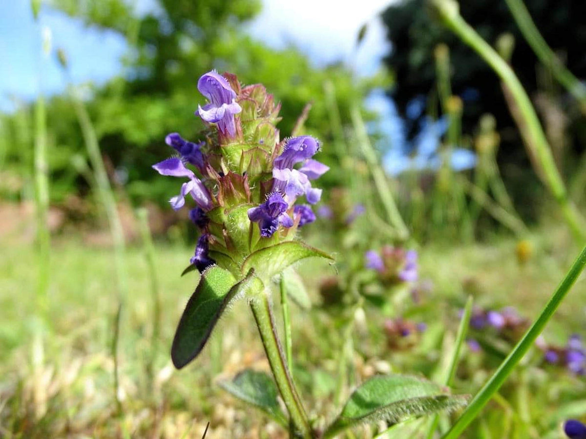 Low-angle meadow view showing spreading purple flower spikes, ideal purple flowering ground cover live herb plant