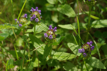 Cluster of small mauve blooms among grass, medicinal herb plant look, perfect as self heal starter plugs