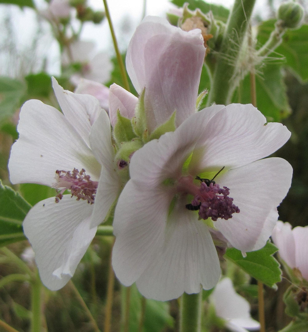 Tight vertical close-up of Althaea officinalis plant blooms, pale petals and magenta center