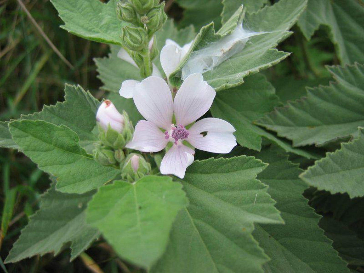 Top-down cluster of marshmallow plant starter plugs foliage, downy leaves surrounding a pale pink bloom