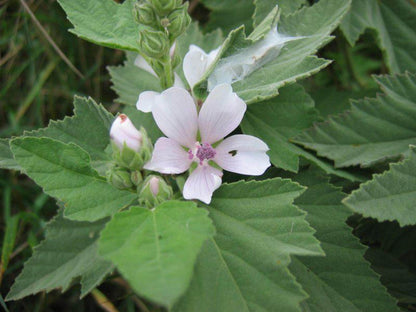 Top-down cluster of marshmallow plant starter plugs foliage, downy leaves surrounding a pale pink bloom