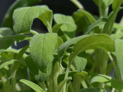 Close-up of fresh bright-green new growth, textured leaves on sage starter plants, Salvia officinalis plant plugs.