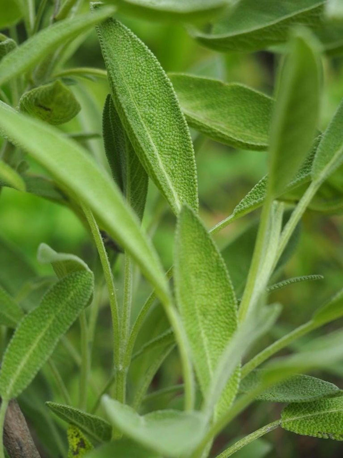 Macro view of a single elongated silvery-green leaf, culinary sage plant detail, ideal for herb garden plants.