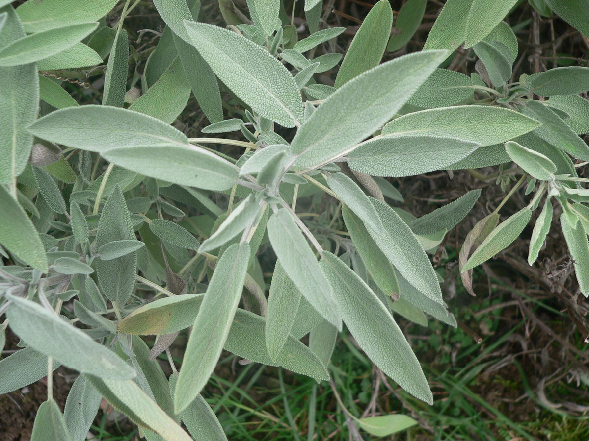 Live Sage Plant, 3 Starter Plugs, Salvia officinalis for Cooking