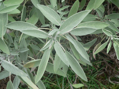 Live Sage Plant, 3 Starter Plugs, Salvia officinalis for Cooking