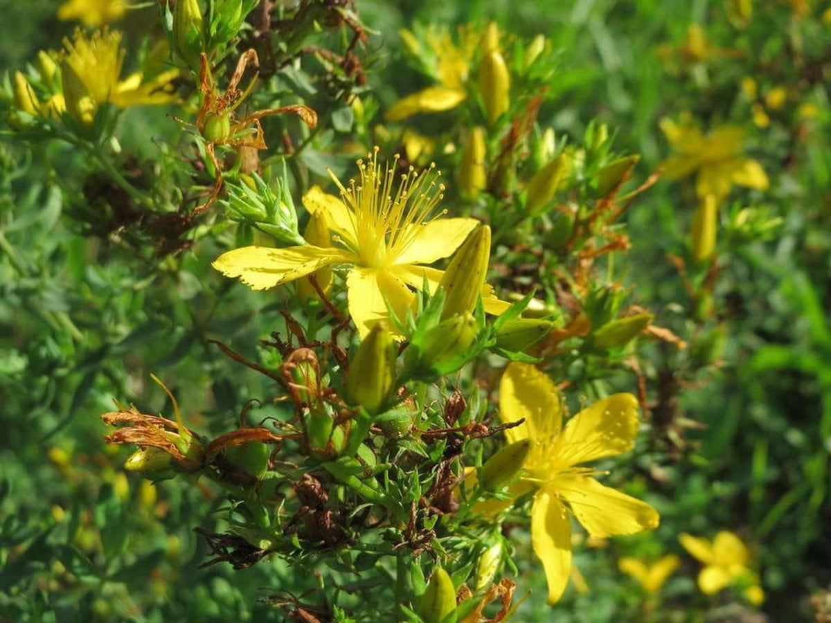 Bushy cluster of small yellow flowers and green foliage, wild St John's wort plant in a natural setting