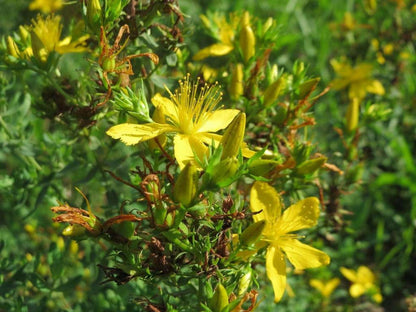 Bushy cluster of small yellow flowers and green foliage, wild St John's wort plant in a natural setting