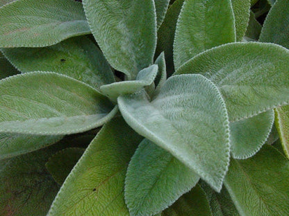 Side macro of lamb's ear plant leaves, velvety fuzzy leaf plant texture, silvery undersides and soft hairs
