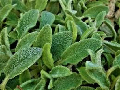 Low angle of perennial ground cover lamb's ear plant, dense cottage garden foliage with soft fuzzy leaves