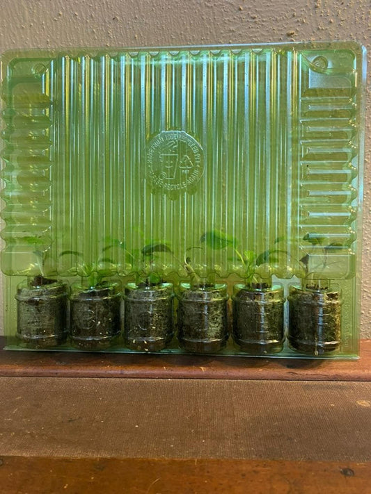 Front view of herb seedlings in a green plastic tray, live herb plants in individual plugs