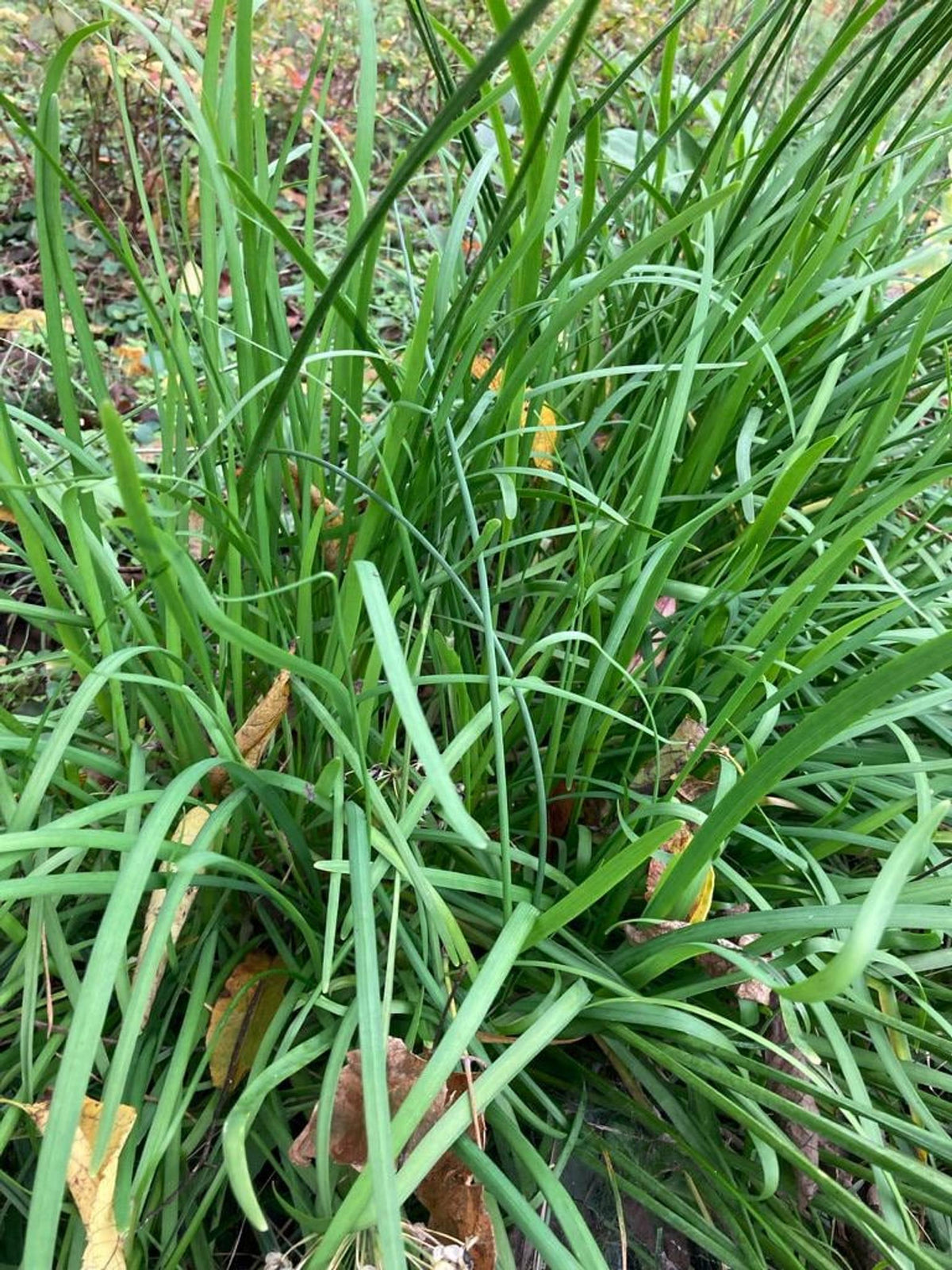 Clump of chive-like herb seedlings, upright grassy blades for a culinary herb garden starter