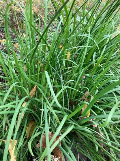 Clump of chive-like herb seedlings, upright grassy blades for a culinary herb garden starter