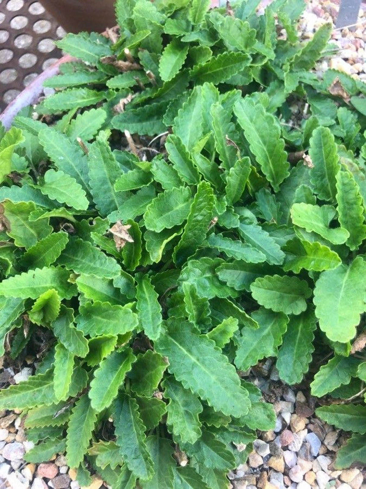 Mature scalloped green leaves of a live betony plant in a nursery pot setting, low rosette on gravel, herb garden ready